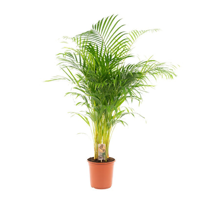 Areca palm - Potmaat Ø24cm - Hoogte ↕130cm