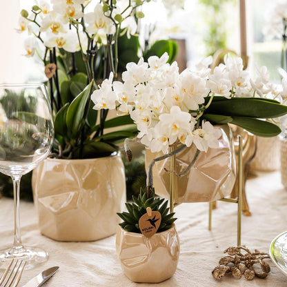 Glanzende Luxe - Set met Planten en Sierpotten - Potmaten Ø9cm & Ø6cm - Vers van de Kweker