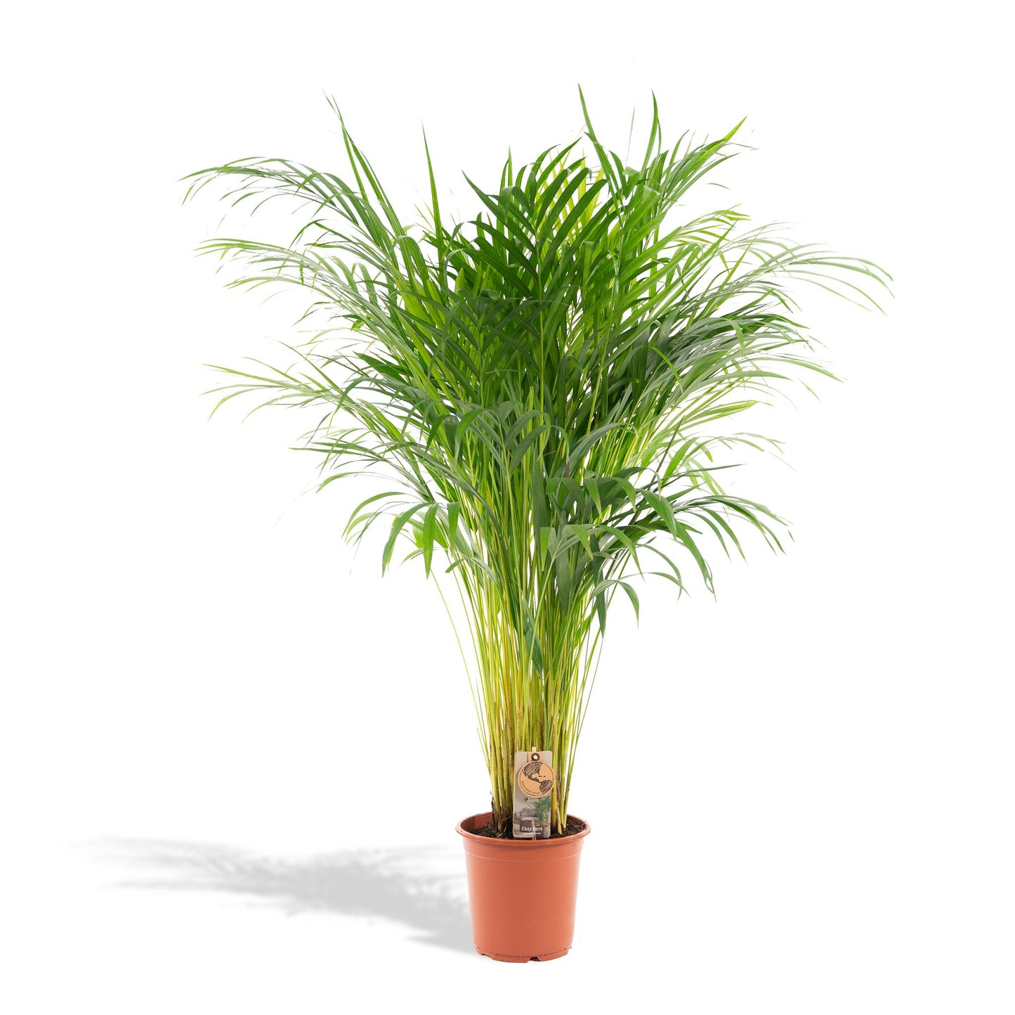 Areca palm - Potmaat Ø21cm - Hoogte ↕110cm