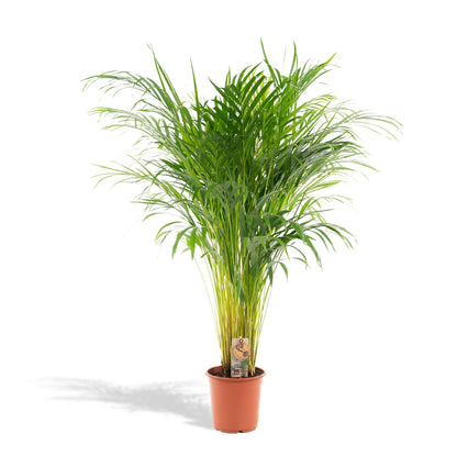 Areca palm - Potmaat Ø21cm - Hoogte ↕110cm