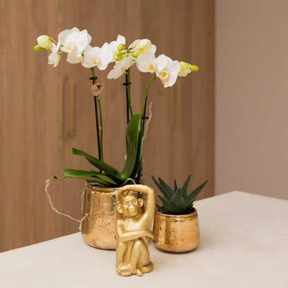 Witte Phalaenopsis orchidee - Amabilis - Potmaat Ø9cm | bloeiende kamerplant - vers van de kweker