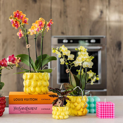 Citrus pot yellow - De gele citroen pot - Verschillende potmaten