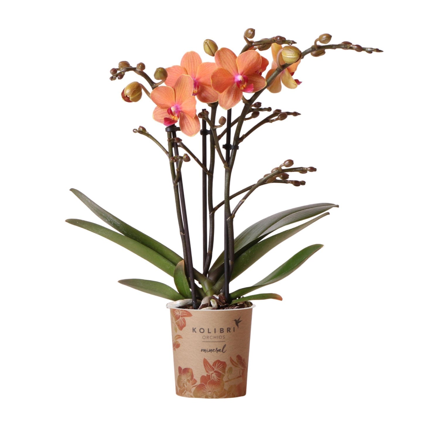 Oranje Phalaenopsis orchidee - Mineral Bolzano - Potmaat Ø9cm | Bloeiende kamerplant - Vers van de kweker