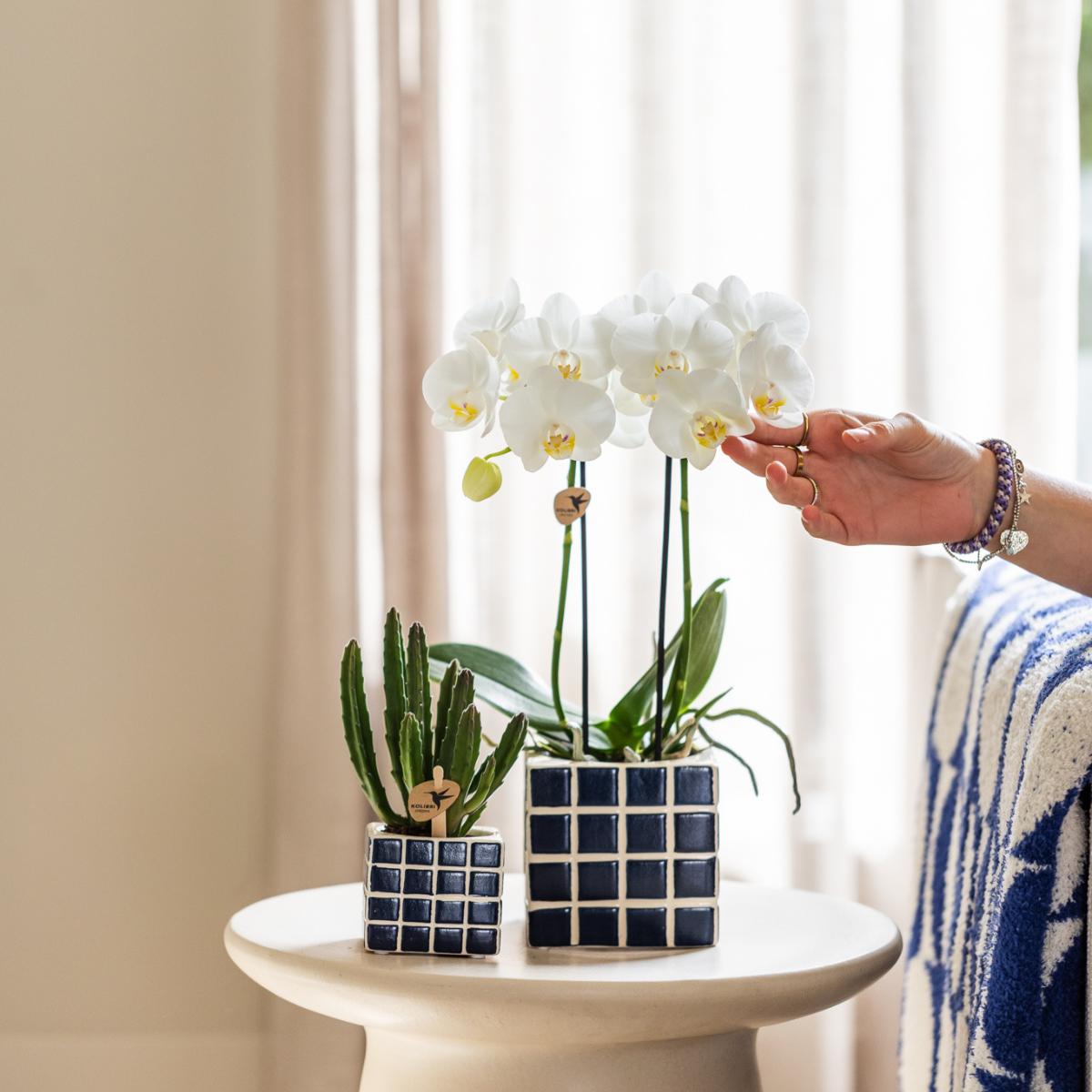 Witte Phalaenopsis orchidee - Amabilis - Potmaat Ø9cm | bloeiende kamerplant - vers van de kweker