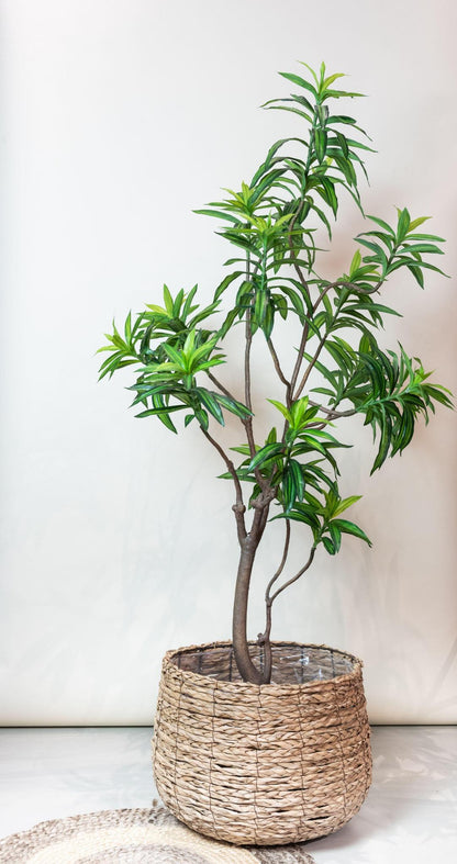 Kunstplant - Dracaena - Drakenboom - Hoogte ↕190cm