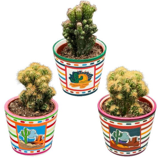Cactussen 3 stuks - Rotsen mix - Mexico - Potmaat Ø8.5cm - Hoogte 13-17cm