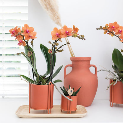 Oranje Phalaenopsis orchidee - Mineral Bolzano - Potmaat Ø9cm | Bloeiende kamerplant - Vers van de kweker