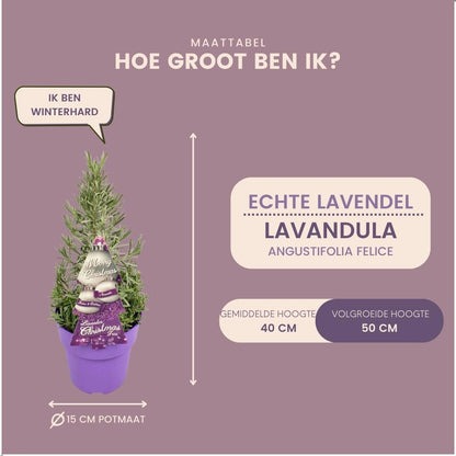 Set van 2 geurende kerstboompjes - Rozemarijn & Lavendel - Potmaat Ø15 cm - Hoogte ↕40-50 cm