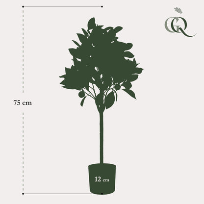 Kunstplant - Citrus Sinensis - Sinaasappelboom - Hoogte ↕75cm