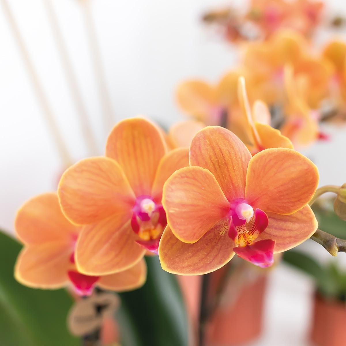 Oranje Phalaenopsis orchidee - Mineral Bolzano - Potmaat Ø9cm | Bloeiende kamerplant - Vers van de kweker