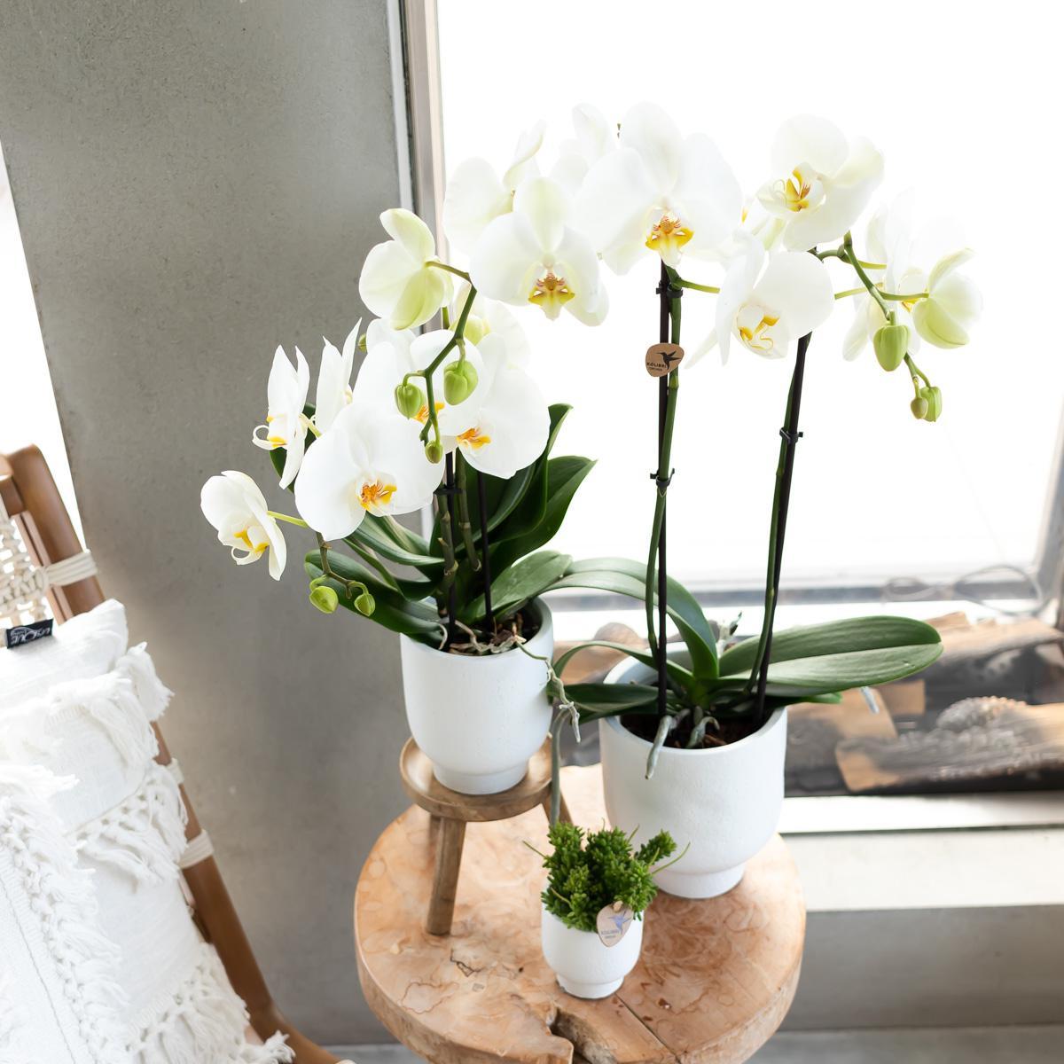 Plantenstandaard - Houten planten verhoging - Potmaat Ø12cm