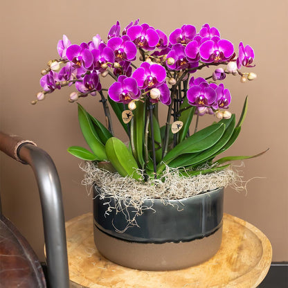 Paarse phalaenopsis orchidee - Morelia - potmaat Ø9cm | bloeiende kamerplant - vers van de kweker