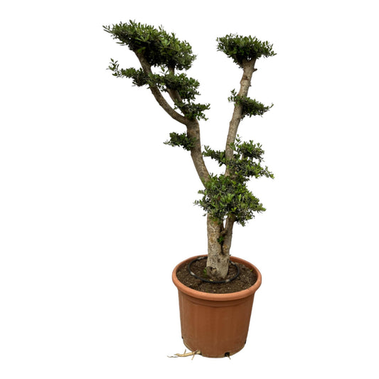 Olea Pon Pon - Potmaat Ø55cm - Hoogte ↕180cm