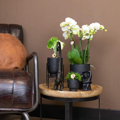 Ornament - Decoratie beeld aap met lange staart - Diverse kleuren