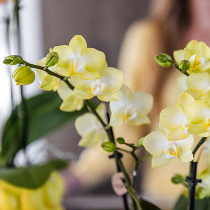 Gele Phalaenopsis Orchidee met citrus sierpot  - Vers van de kweker