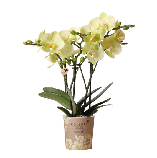 Gele Phalaenopsis Orchidee - Mexico - Potmaat Ø9cm - Vers van de kweker