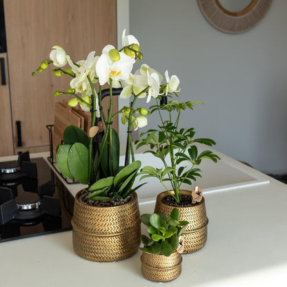 Affluent Charm Gold - Verschillende potmaten