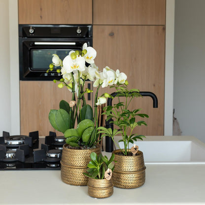 Affluent Charm Gold - Verschillende potmaten