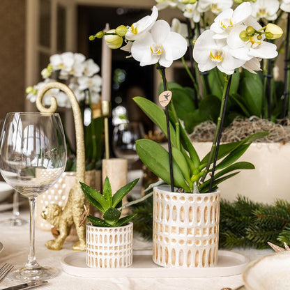 Plantenset - Le Chic - Klein