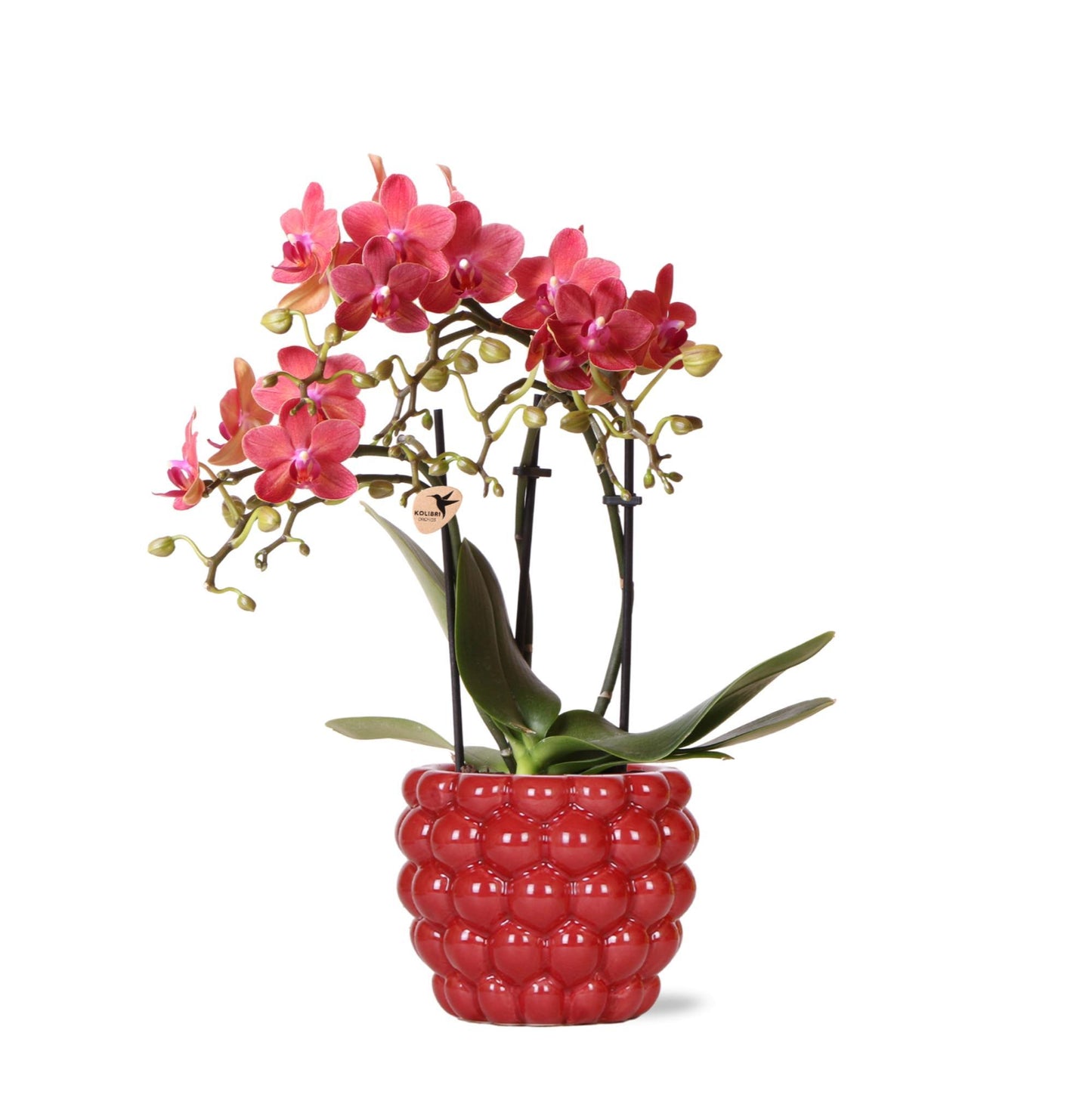 Rode Phalaenopsis Orchidee in Berry Sierpot