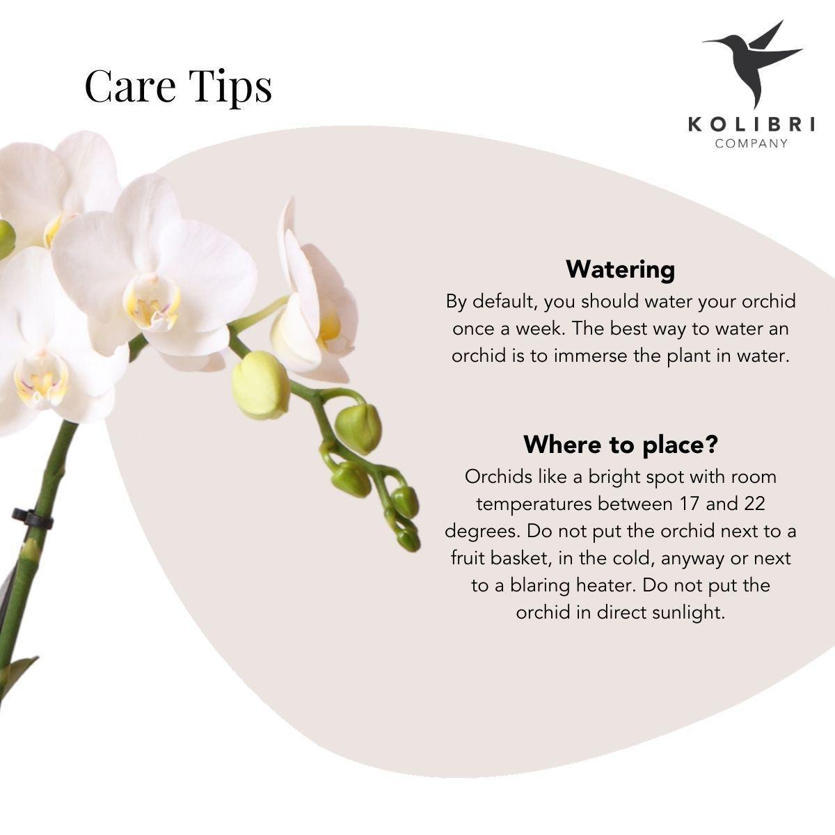 Witte Phalaenopsis orchidee - Amabilis - Potmaat Ø9cm | bloeiende kamerplant - vers van de kweker