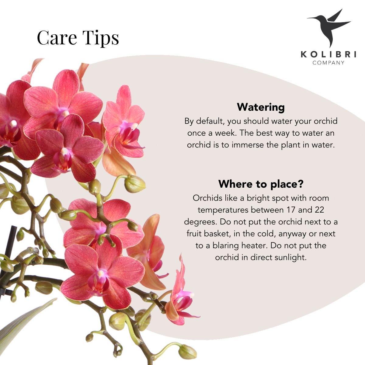 Rode Phalaenopsis Orchidee in Berry Sierpot
