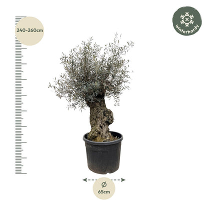 Olea Europaea Bonsai - Miniatuur Olijvenboom - Potmaat Ø65cm - Hoogte ↕250cm