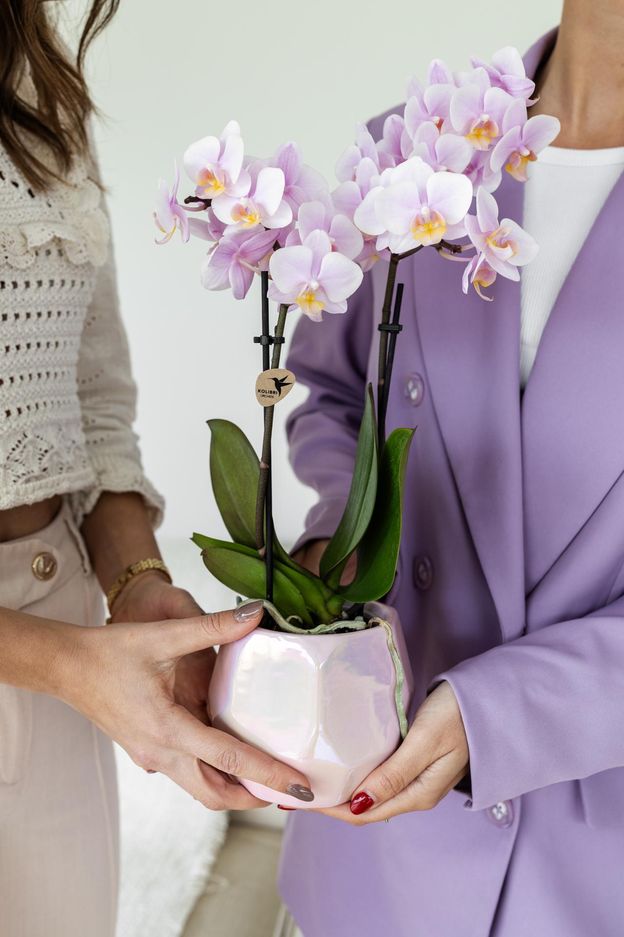Roze Phalaenopsis Orchidee - Andorra - Potmaat Ø9cm - Vers Van De Kweker