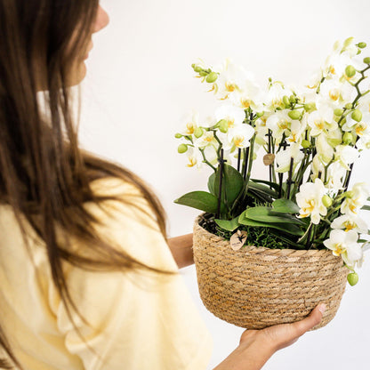 Witte Phalaenopsis Orchidee - Lausanne - Potmaat Ø12cm - Vers Van De Kweker