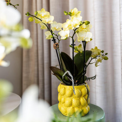 Citrus pot yellow - De gele citroen pot - Verschillende potmaten