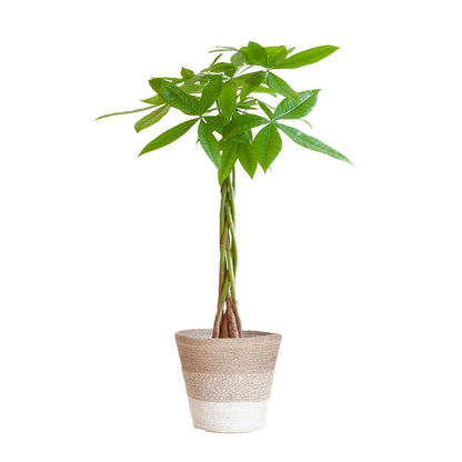 Geldboom - Pachira Aquatica met Tri-Color Mand - Potmaat Ø21 - Hoogte ↕80cm