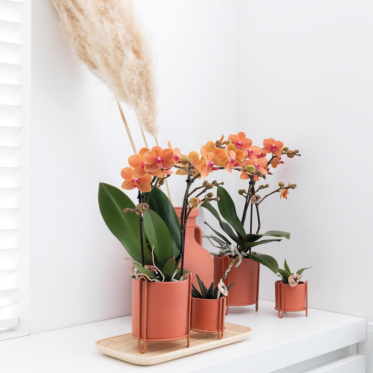 Oranje Phalaenopsis orchidee - Mineral Bolzano - Potmaat Ø9cm | Bloeiende kamerplant - Vers van de kweker