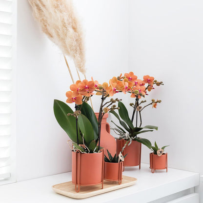 Oranje Phalaenopsis orchidee - Mineral Bolzano - Potmaat Ø9cm | Bloeiende kamerplant - Vers van de kweker