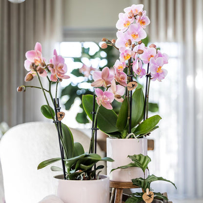 Pastel pot - Potmaat Ø9cm - Diverse kleuren