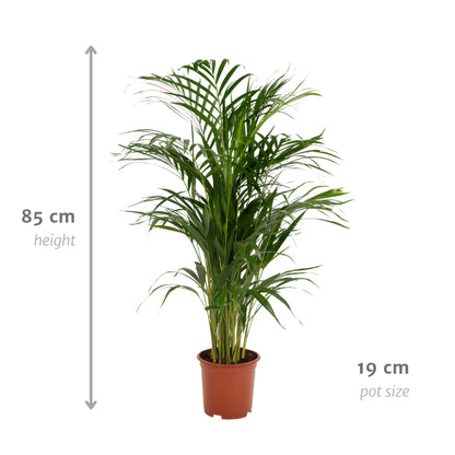 Areca palm - Potmaat Ø19cm - Hoogte ↕85cm