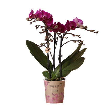 Paarse phalaenopsis orchidee - Morelia - potmaat Ø9cm | bloeiende kamerplant - vers van de kweker