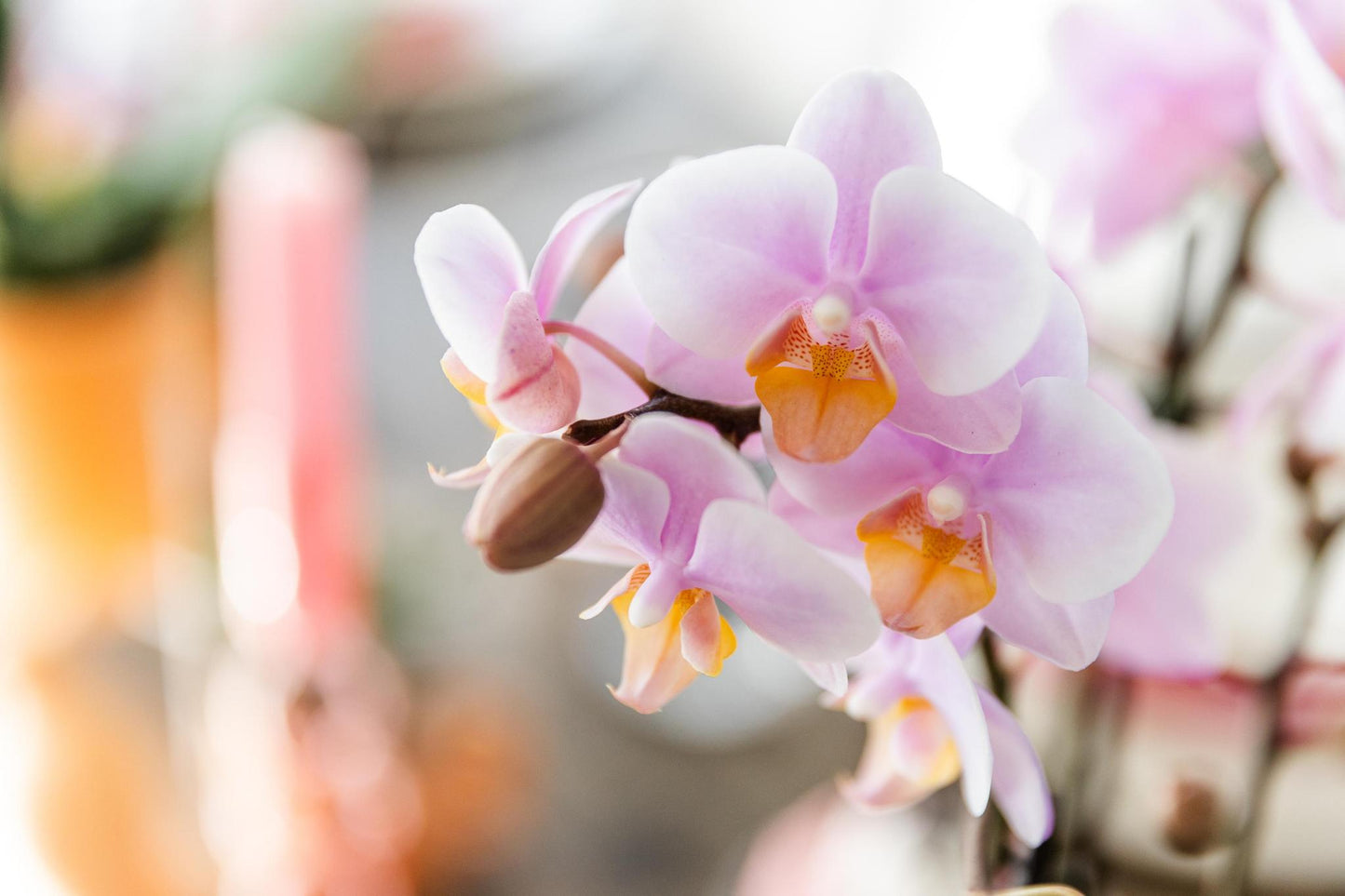 Roze Phalaenopsis Orchidee - Andorra - Potmaat Ø9cm - Vers Van De Kweker