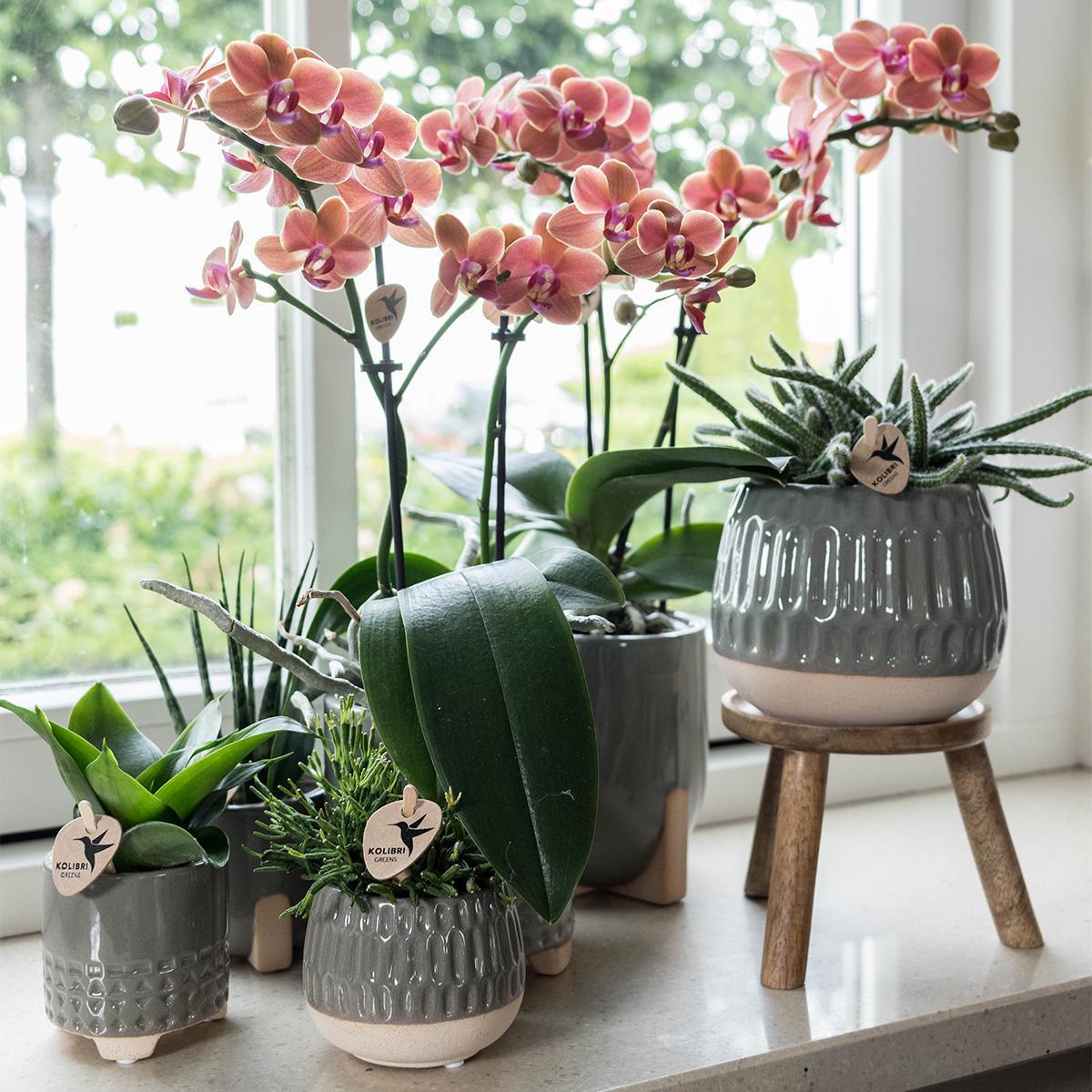 Plantenstandaard - Houten planten verhoging - Potmaat Ø12cm