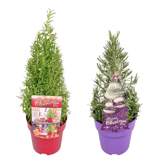 Set van 2 geurende kerstboompjes - Rozemarijn & Lavendel - Potmaat Ø15 cm - Hoogte ↕40-50 cm