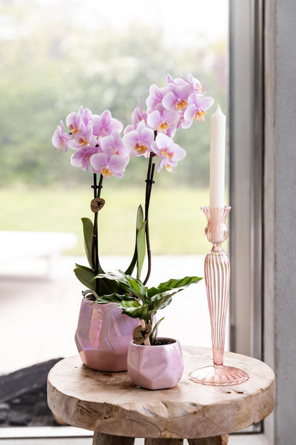 Roze Phalaenopsis Orchidee - Andorra - Potmaat Ø9cm - Vers Van De Kweker