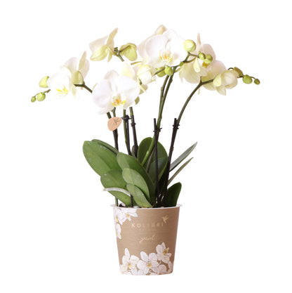 Witte Phalaenopsis Orchidee - Potmaat Ø12cm - Vers van de kweker