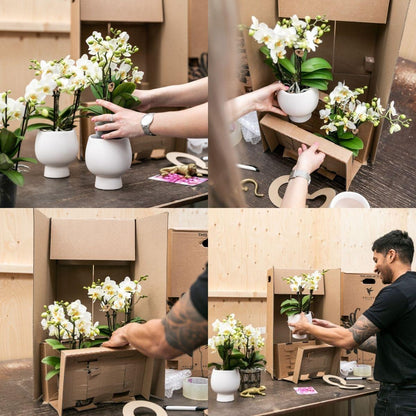Oranje Phalaenopsis orchidee - Mineral Bolzano - Potmaat Ø9cm | Bloeiende kamerplant - Vers van de kweker