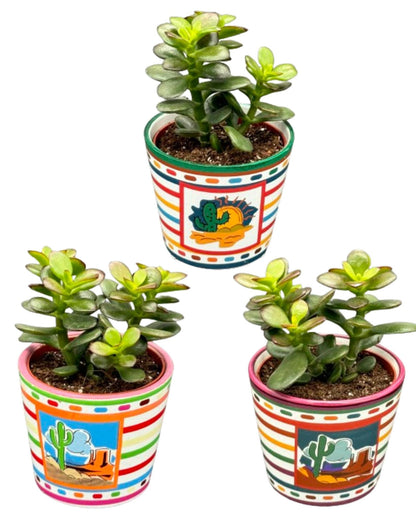Succulenten 3 stuks - Crassula Minor - Mexico - Potmaat Ø8.5cm - Hoogte 10-17cm