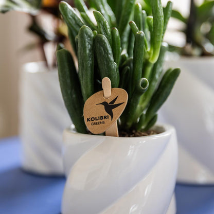 Succulent Crassula Hobbit - Potmaat Ø6cm - Vers van de kweker