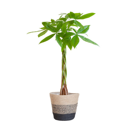 Geldboom - Pachira Aquatica met Mand Lissabon - Potmaat Ø21 - Hoogte ↕80cm