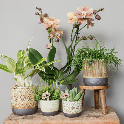 Plantenstandaard - Houten planten verhoging - Potmaat Ø12cm