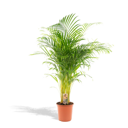 Areca palm - Potmaat Ø24cm - Hoogte ↕130cm