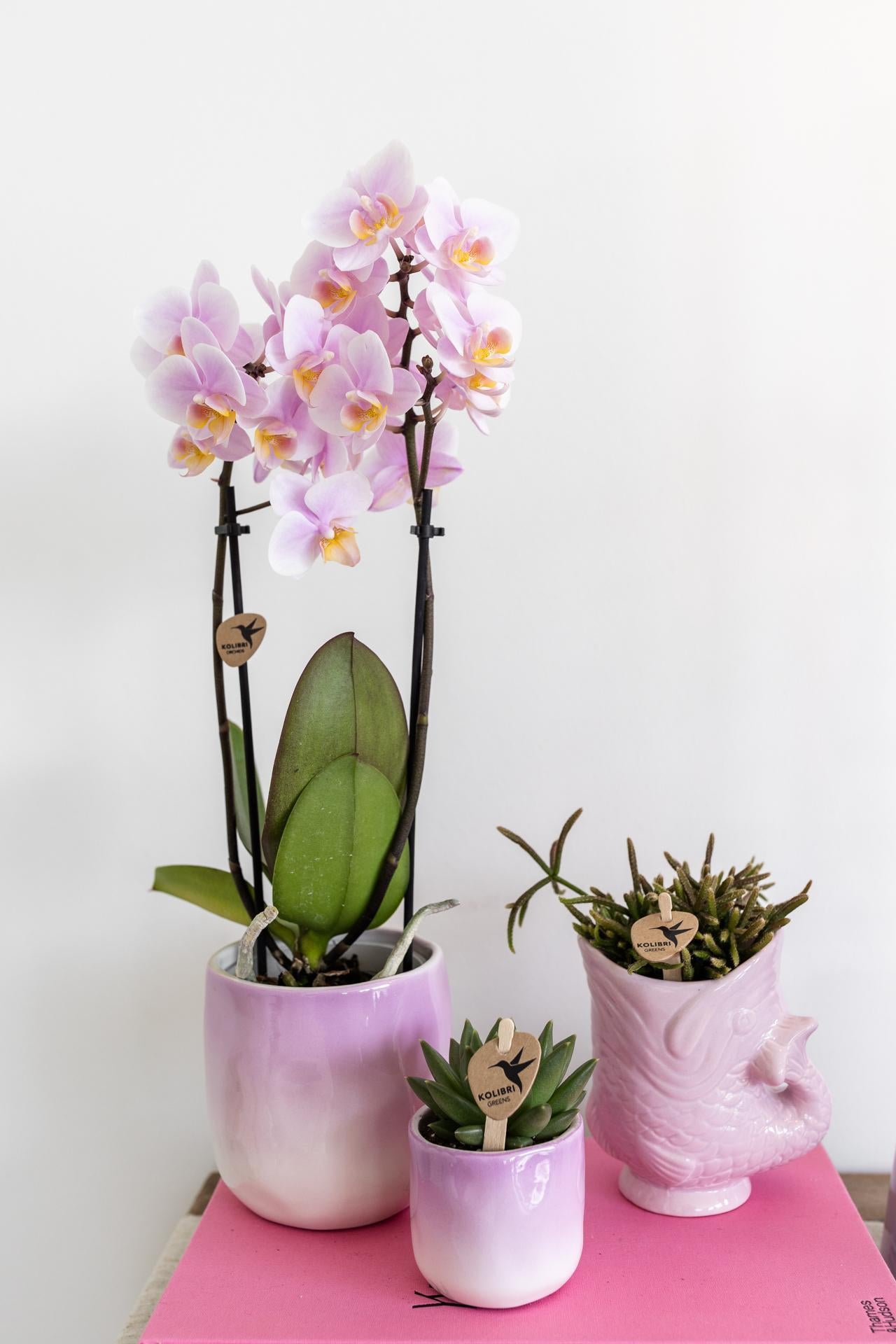 Roze Phalaenopsis Orchidee - Andorra - Potmaat Ø9cm - Vers Van De Kweker
