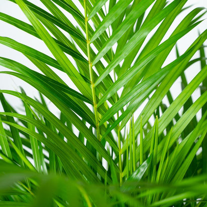 Areca palm - Potmaat Ø24cm - Hoogte ↕130cm