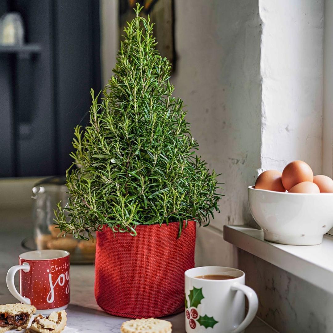 Set van 2 geurende kerstboompjes - Rozemarijn & Lavendel - Potmaat Ø15 cm - Hoogte ↕40-50 cm